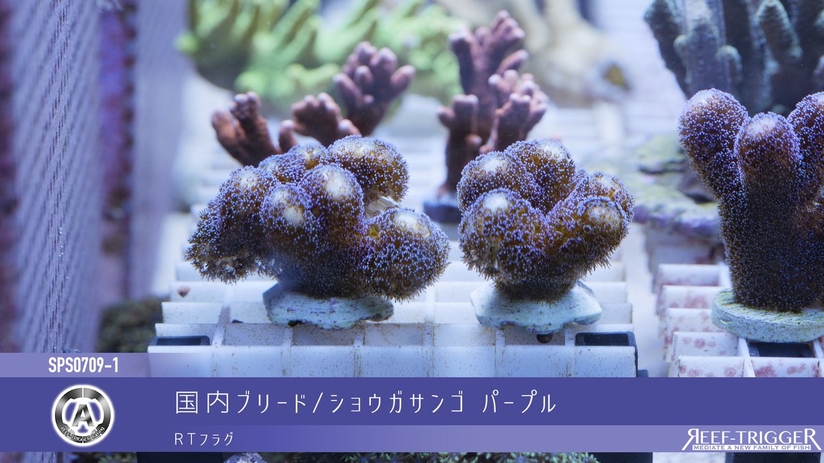 REEF_TRIGGER's tweet photo. New Arrival

ショウガサンゴ パープル　RTフラグ
ショウガサンゴ パープル　フラグ28mm
AUS/ミドリイシ　Mサイズ
インドネシア/ハナガササンゴ　MSサイズ

https://t.co/tamjFOWw5K https://t.co/itZI6EwkZ2