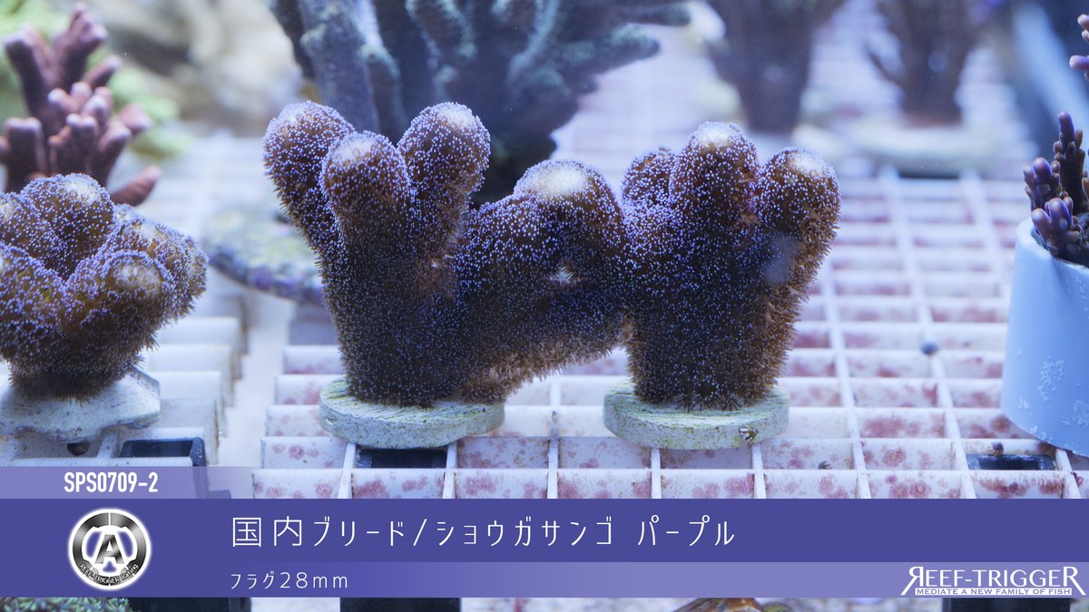 REEF_TRIGGER's tweet photo. New Arrival

ショウガサンゴ パープル　RTフラグ
ショウガサンゴ パープル　フラグ28mm
AUS/ミドリイシ　Mサイズ
インドネシア/ハナガササンゴ　MSサイズ

https://t.co/tamjFOWw5K https://t.co/itZI6EwkZ2