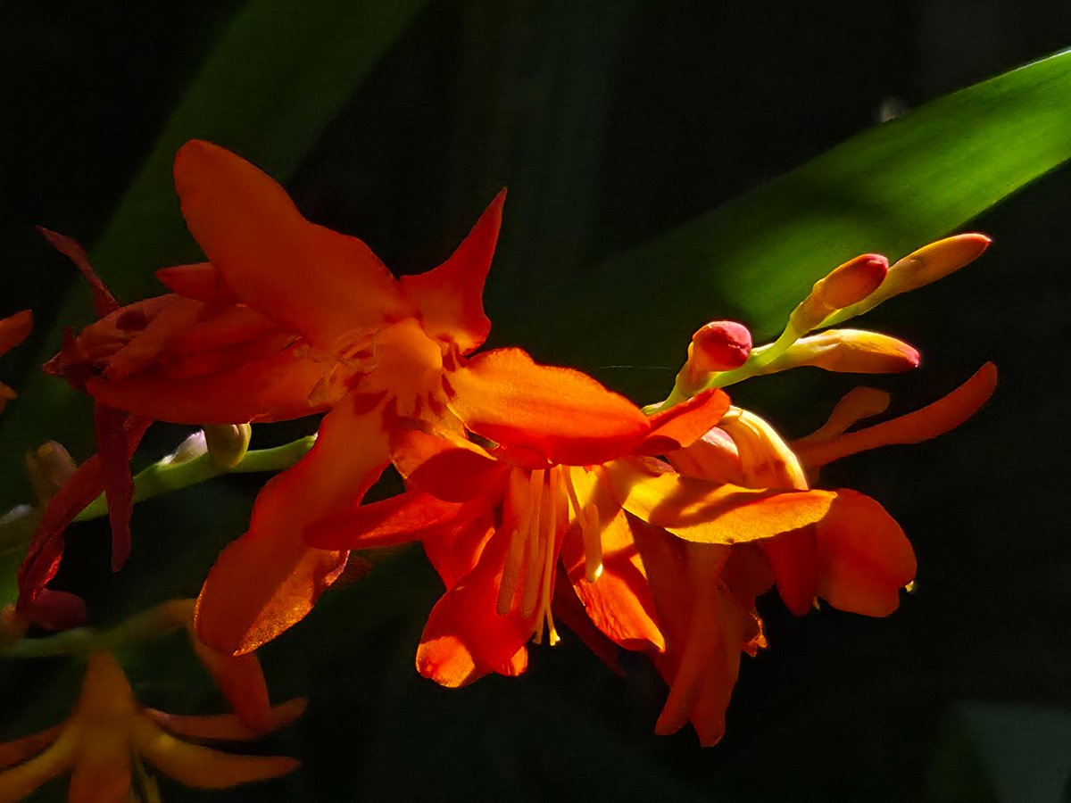 k_griv's tweet photo. ヒメヒオウギズイセン
crocosmia aurea https://t.co/W3KTLD3VgK