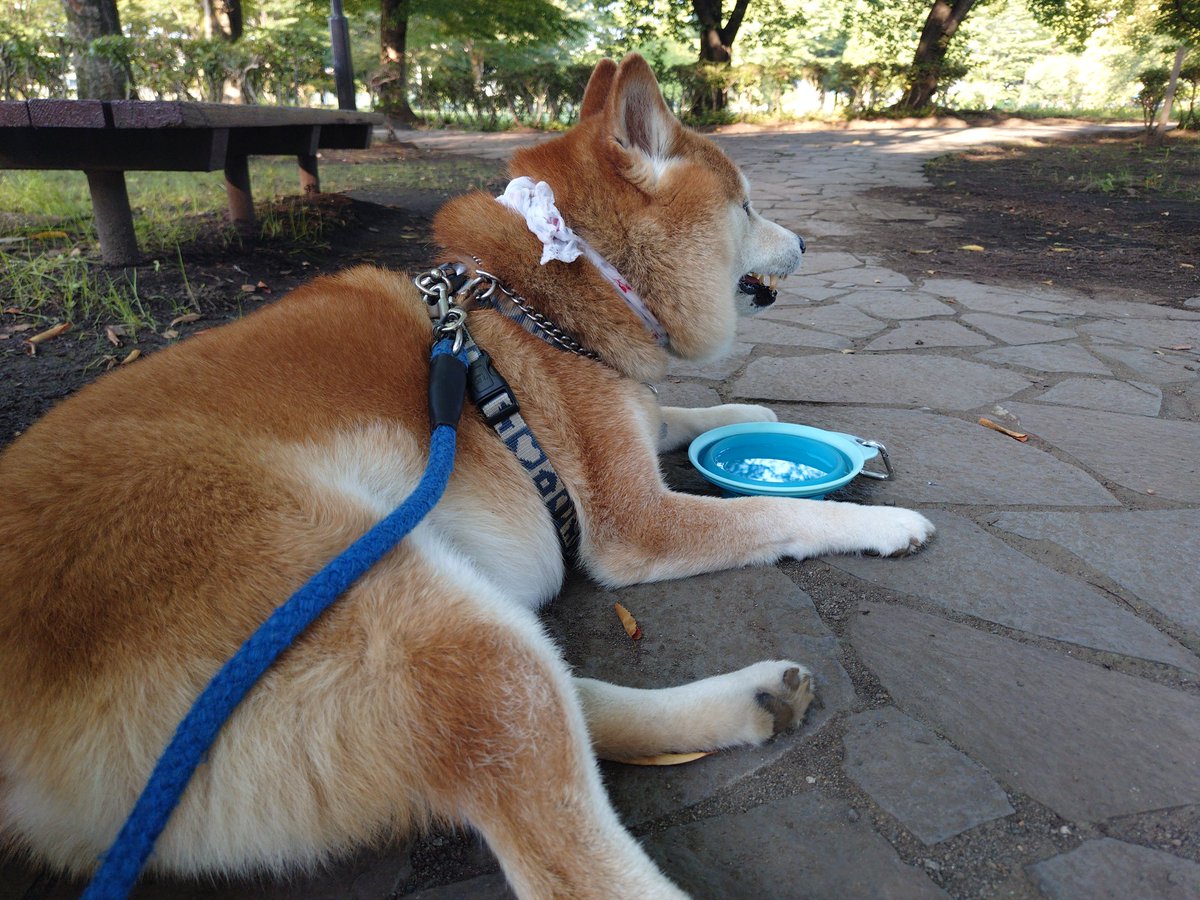 armedshepherd's tweet photo. 暑いとお水飲まない？#柴犬 https://t.co/wsYgGLImR4