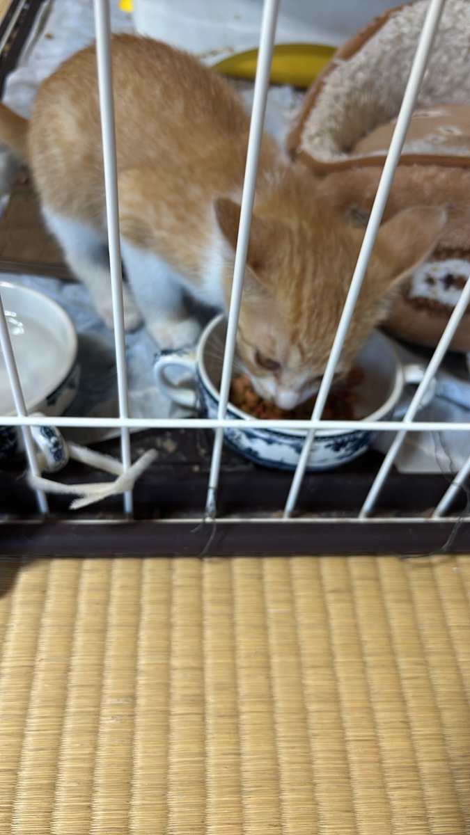 kahlua_DQX's tweet photo. 電池切れないなぁと思ってたら、電池切れてても動き続けてるパターンだった
ケージに戻したら秒で寝たし https://t.co/0Yi6uuKoZs