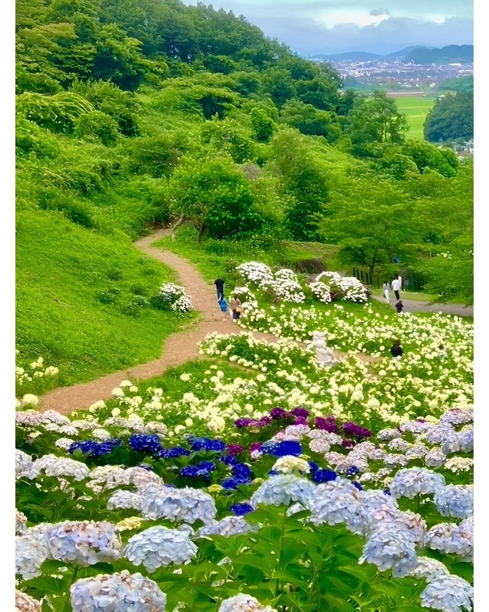yuki_8ba's tweet photo. 陽林寺の紫陽花。

一輪一輪は小さくても、集まると息をのむような絶景になります。

梅雨だからこそ出会える美しさがあります。
季節を感じながら、福島の良さを体感ください。

ぜひ皆さま、
足を運んでいただき、心安らぐひとときをお過ごしください。 https://t.co/LKoHo4E2PH