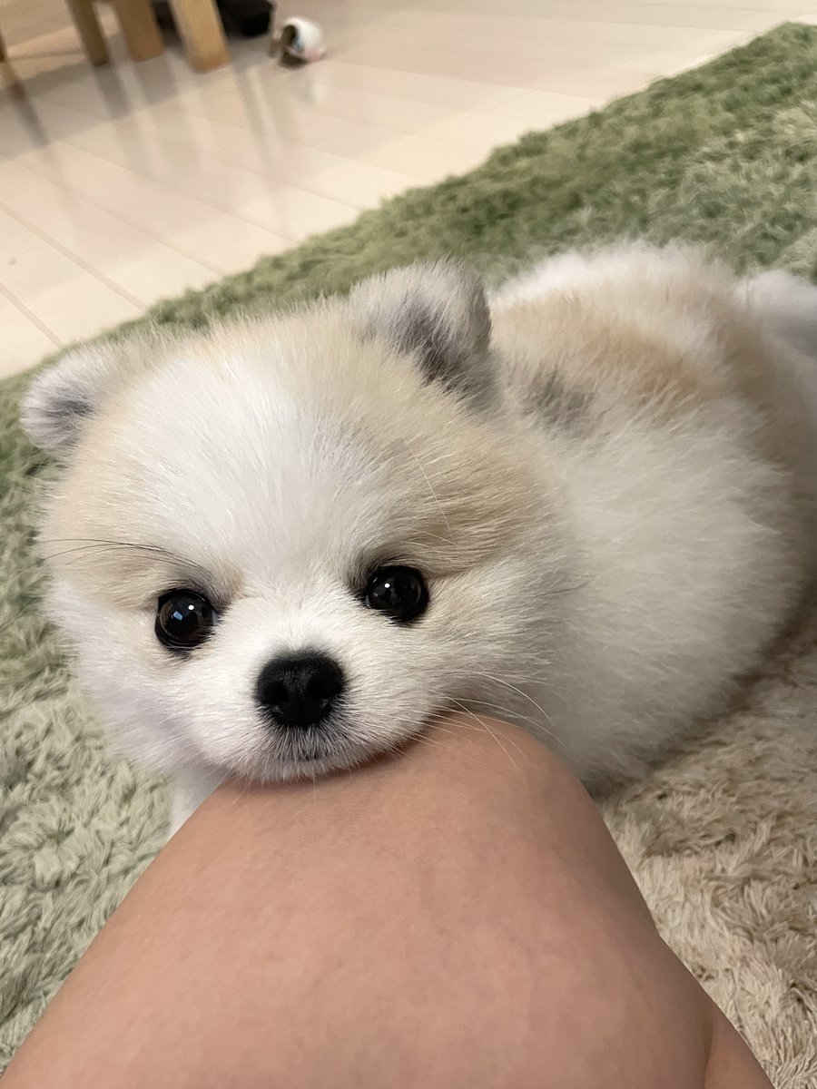 coton_ia's tweet photo. 顎置ける場所みつけました。🐶
#ポメラニアンが世界一可愛い https://t.co/9CQHtvloSo