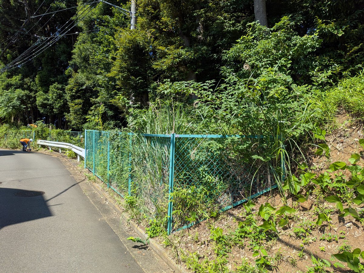 MihoForest's tweet photo. 本日の作業は２班に分かれて、こちらは団地敷地からバス通りを挟んだ西側の一番南にある保存緑地F-1

道路沿いのフェンスに草がかなり絡まってしまいましたので、ほとんど手作業で草刈り、剪定、ビフォーアフターその１ https://t.co/5TiK4uOKfp