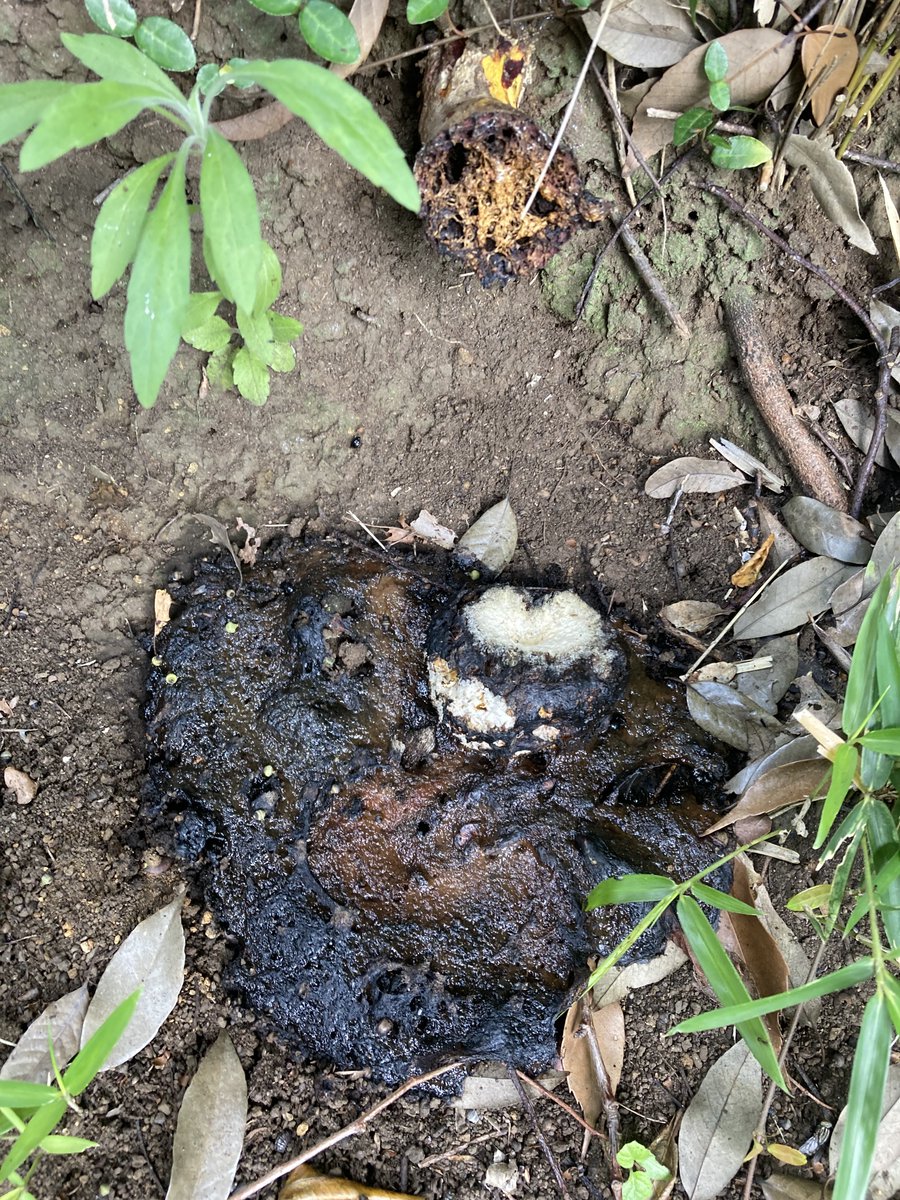 ma_am03's tweet photo. 今日の様子。
溶けだしたカサがまるでタヌキの溜糞😅 https://t.co/m5YLJBeYgL