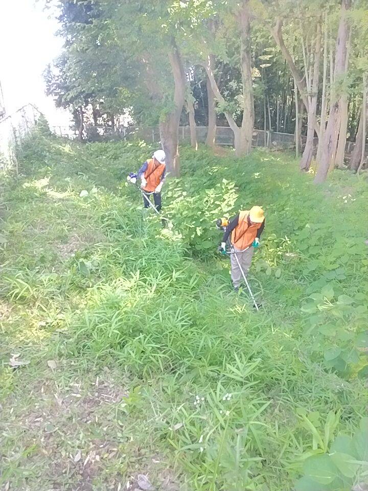 MihoForest's tweet photo. フォレストヒルズ三保　団地敷地北東の保存緑地F-３の端　ここにわずかな平地があり、今年はブルーベリー🫐の苗を植えたいと目論んでいます。

まずは草刈り　ビフォー https://t.co/UcZENc6tkZ