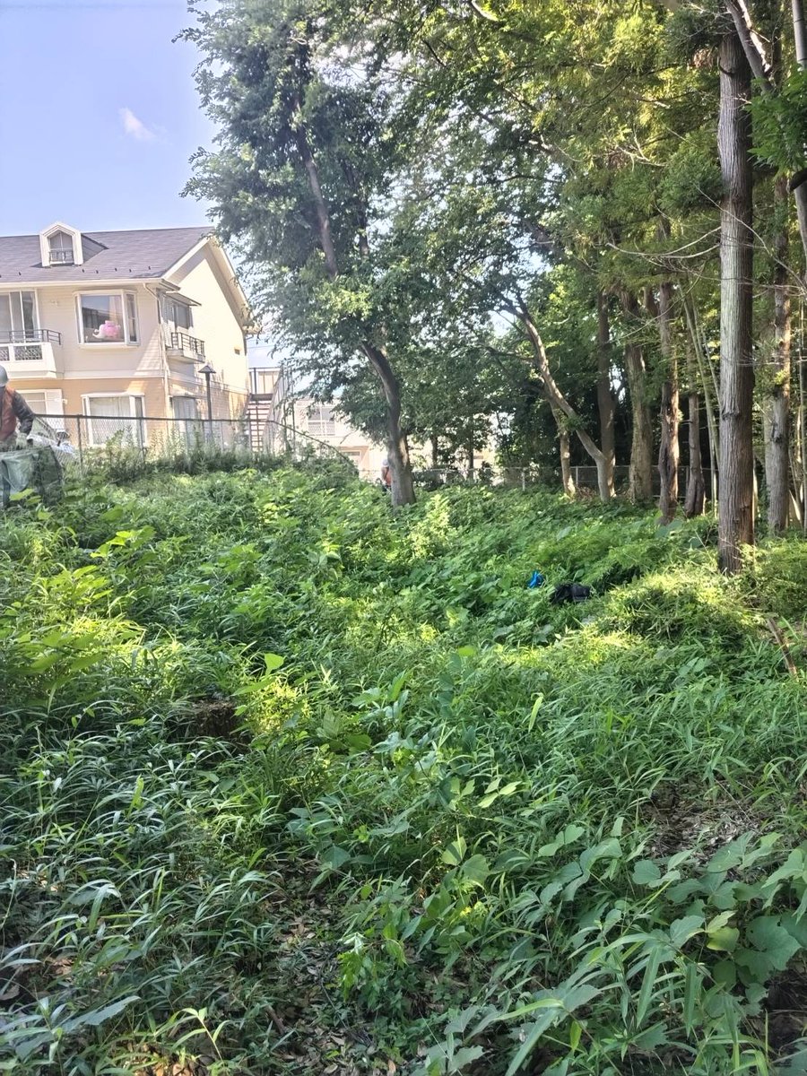MihoForest's tweet photo. フォレストヒルズ三保　団地敷地北東の保存緑地F-３の端　ここにわずかな平地があり、今年はブルーベリー🫐の苗を植えたいと目論んでいます。

まずは草刈り　ビフォー https://t.co/UcZENc6tkZ