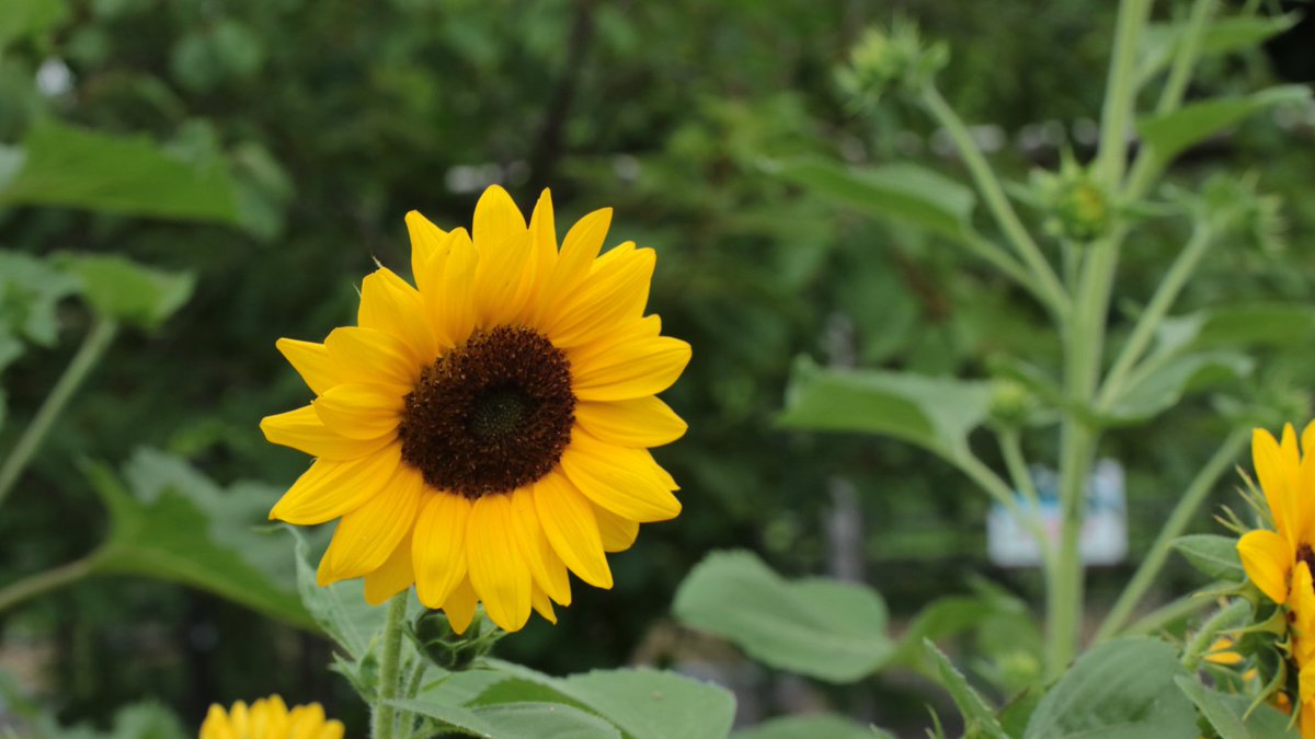 poresan's tweet photo. ひまわり、コスモス、赤とんぼ
季節感が、、、？
フラワーパーク江南にて
#花が好き　#花を撮るのが好き　#フラワーパーク江南 https://t.co/L1vTiVfJ33