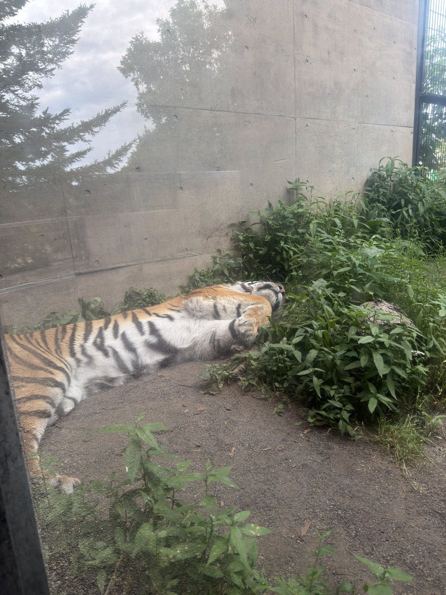 crz163's tweet photo. キャンプを見てから旭川動物園へ。
カバが大きくてかわちい。
狼っぽくない狼と寝てる虎と大人気なキリン。

#セレサポ東川町キャンプ https://t.co/uh8OnBrchb
