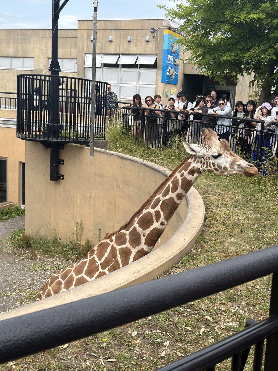 crz163's tweet photo. キャンプを見てから旭川動物園へ。
カバが大きくてかわちい。
狼っぽくない狼と寝てる虎と大人気なキリン。

#セレサポ東川町キャンプ https://t.co/uh8OnBrchb