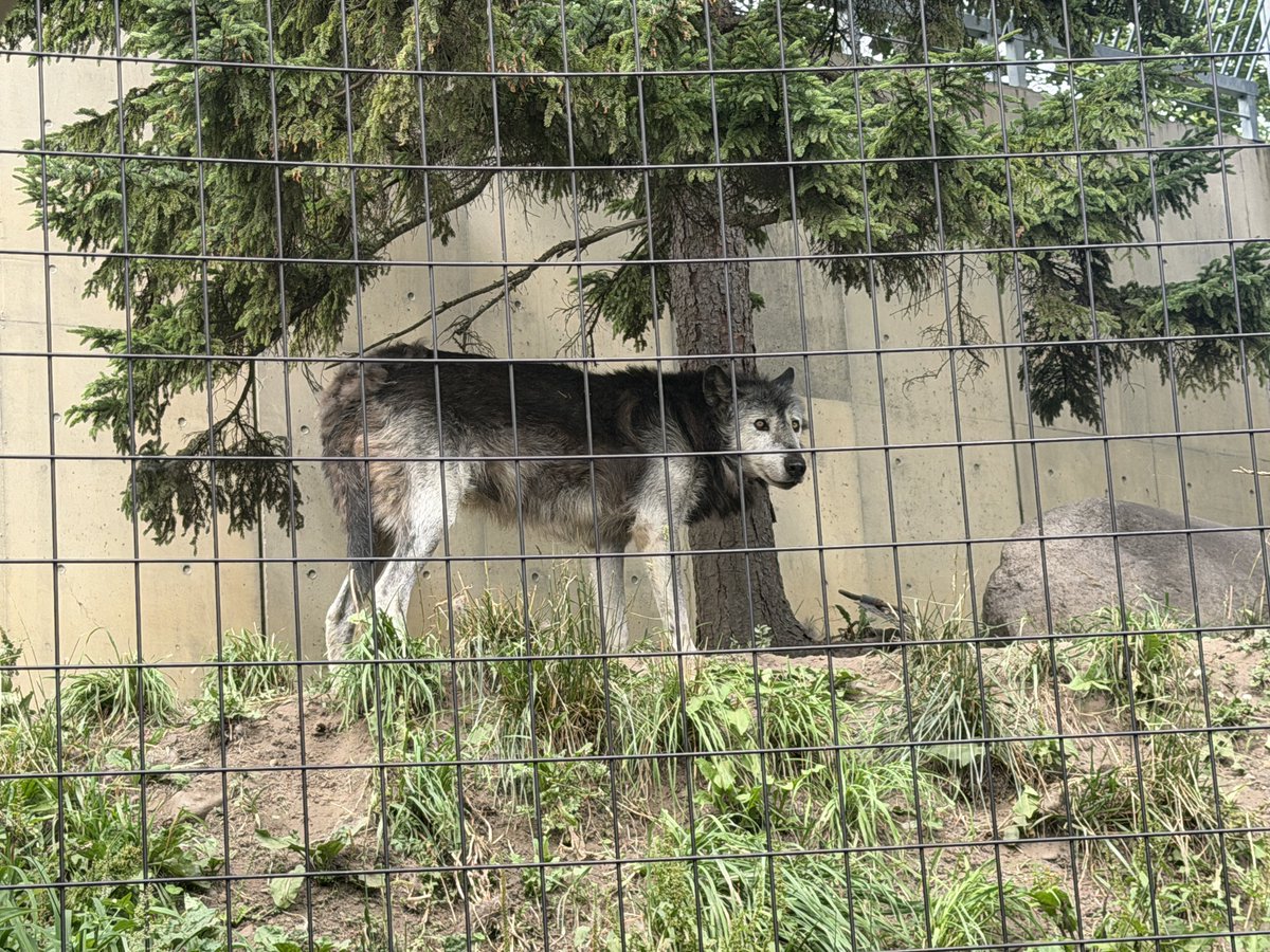 crz163's tweet photo. キャンプを見てから旭川動物園へ。
カバが大きくてかわちい。
狼っぽくない狼と寝てる虎と大人気なキリン。

#セレサポ東川町キャンプ https://t.co/uh8OnBrchb