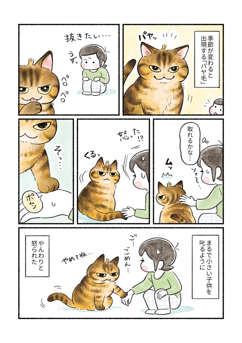 makura_yamamugi's tweet photo. パヤ毛とお叱り
(1ページ) https://t.co/tFOp8GAgz9