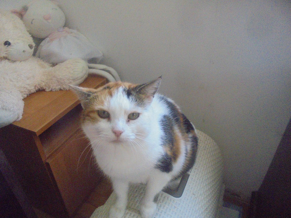 MariaAn63751239's tweet photo. Dzień dobry nasi kochani przyjaciele. Dziękuję bardzo za wczorajsze wpłaty na badania i leczenie Stafika. Nadal jednak polecam Państwa gorącym sercom naszych podopiecznych bo jest sporo wydatków 👉https://t.co/U69mWt8NRU  Życzymy Państwu miłego i spokojnego dnia 🤗🐕🐩🐈🐈‍⬛🌷🌼🌤️ https://t.co/Tkkx1Vex2e