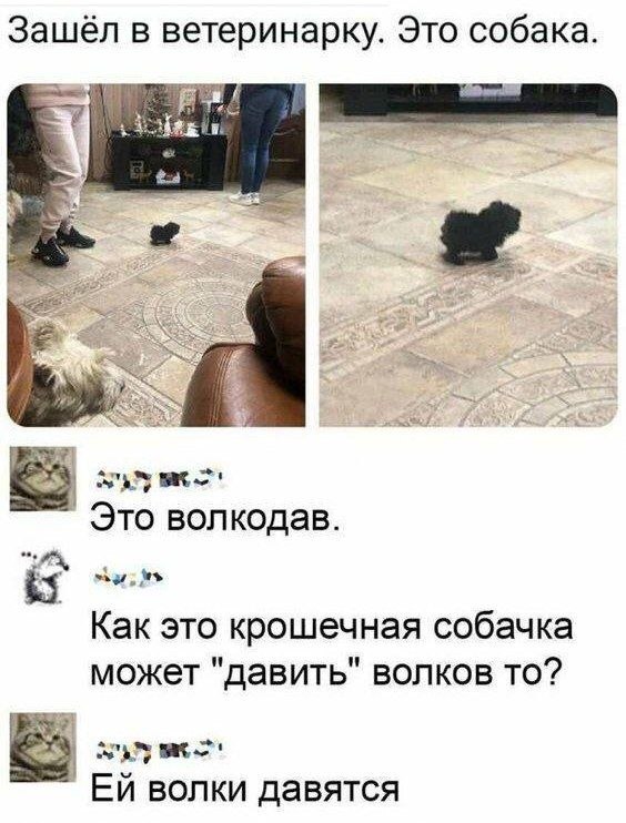 landscrona_spb's tweet photo. Вот зачем нужны маленькие собачки https://t.co/iB3dXfbooD