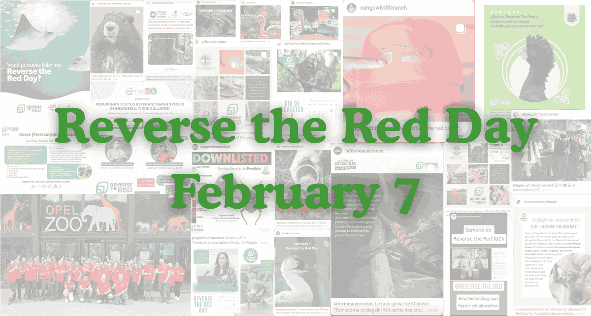 waza's tweet photo. Join the upcoming information sessions organised by @ReversetheRed1 to learn how your organisation can take part in Reverse the Red Day on 7 February 2027 and the World Species Congress on 19 May 2027.

🗓️15 July 2026 | 08:00 EDT
🗓️16 July 2026 | 19:00 EDT
https://t.co/JE4xFQD0Ft https://t.co/ouIHjs6J3Z