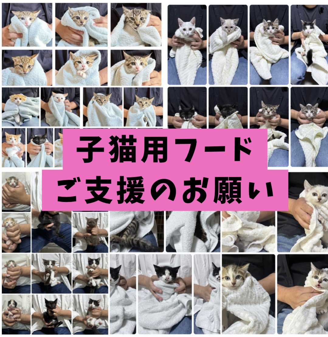 nekokatsu_1's tweet photo. 🐾子猫用フードご支援のお願いです🐾

いつもねこかつの活動を応援して下さり、ありがとうございます。

子猫の保護が続き、現在100頭近く保護しております。

そのため、子猫用フード（ウエット、ドライ）が不足しています。

無理のない範囲でご協力いただけましたら幸いです。

★Amazon ほしい物リスト
https://t.co/LXVTGOHPEY

★島忠ホームズ様、ステラタウン大宮様にてご寄付 BOXを常設いただいております。

★川越店、大宮日進店の店舗でも受け付けています。

どうぞよろしくお願いいたします🍀

#ねこかつ #保護猫カフェ #里親募集中 ＃ご支援お願いします