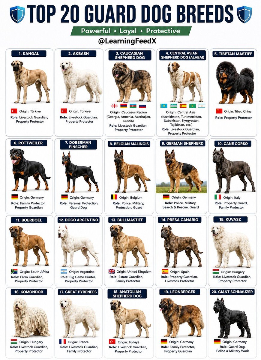 LearningFeedX's tweet photo. Top 20 Guard Dog Breeds https://t.co/PPeSpAZXjd