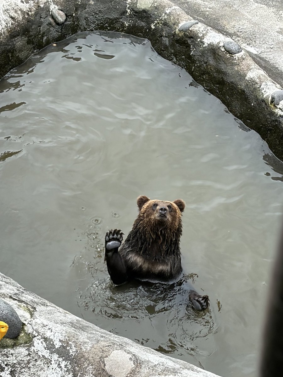 lapin623's tweet photo. とにかく平和なクマ牧場
気温20℃、湿度高め、寒くないけど暑くもないちょうどいい観光🙋‍♀️

 #登別
 #クマ牧場 https://t.co/vGbyYCCAer