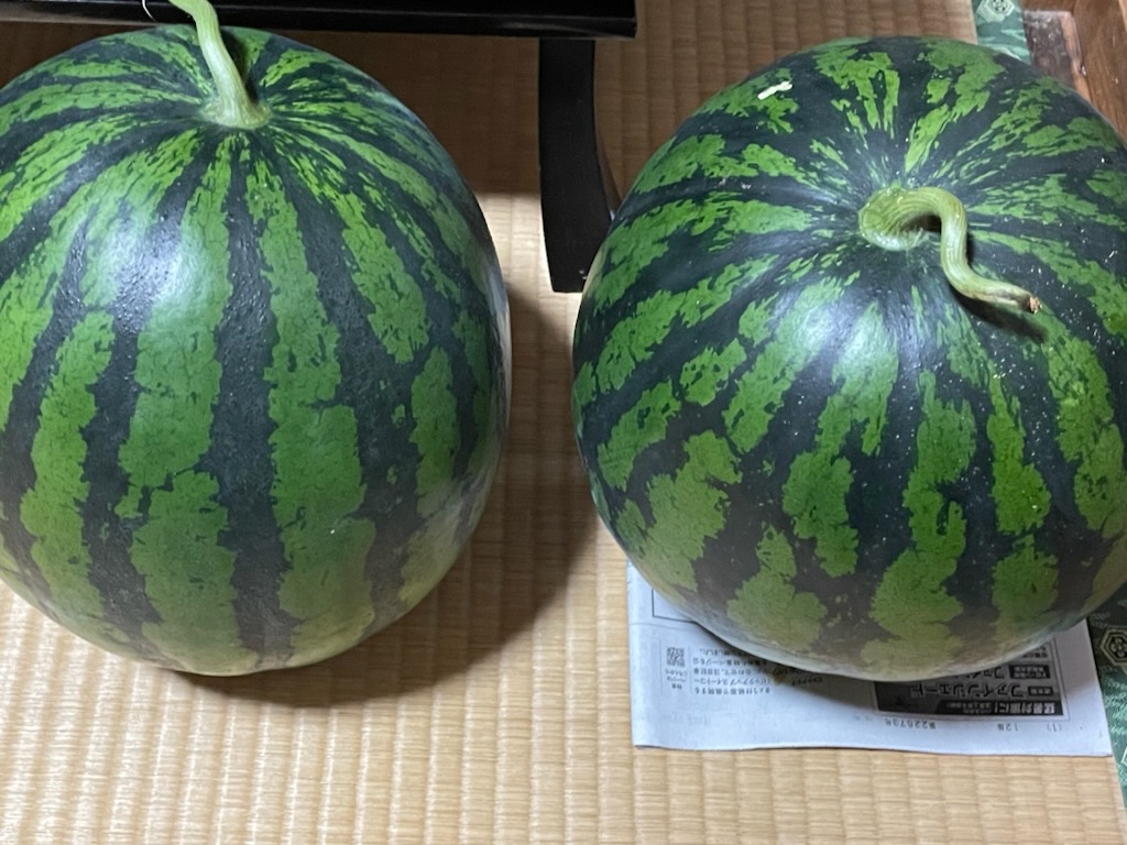 koumitonaga's tweet photo. この時期は、知り合いの農家からお裾分けのスイカが届きます。あと２個ある（これは中は赤色のはず）
まだ黄色のも残っているけど、痛む前にどんどん食べないと。 https://t.co/XsRWYIqx6K