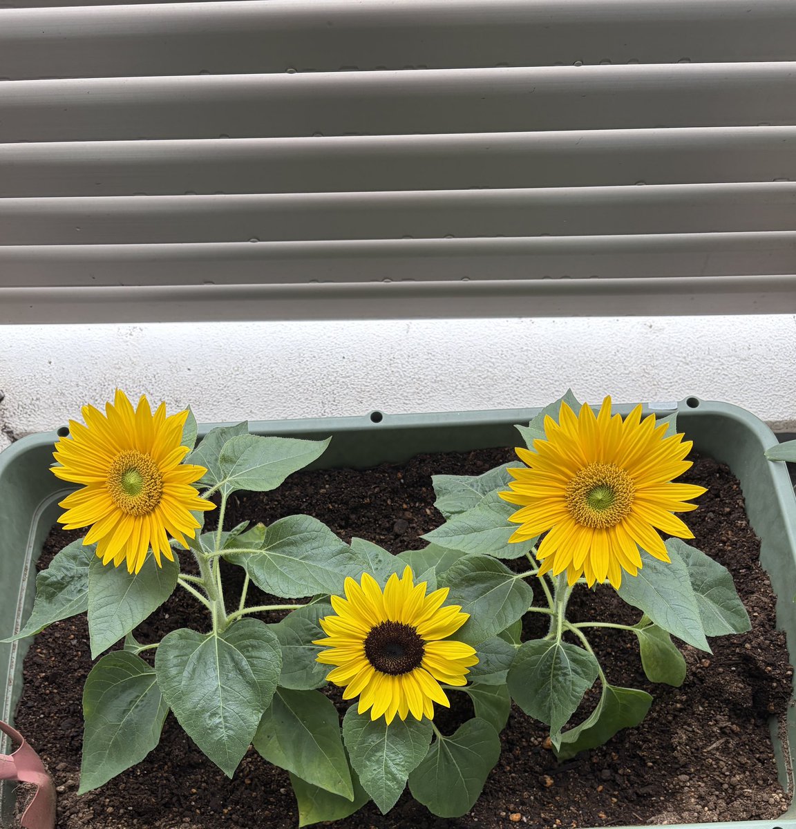 YASUKONOZOKI's tweet photo. 関東地方  #梅雨明けまだですか？
#青空
#アガパンサス ようやく1人前に沢山
🌻は 買ったのを植えたら 綺麗に花開いたよ😍 https://t.co/udTQo00Bsb