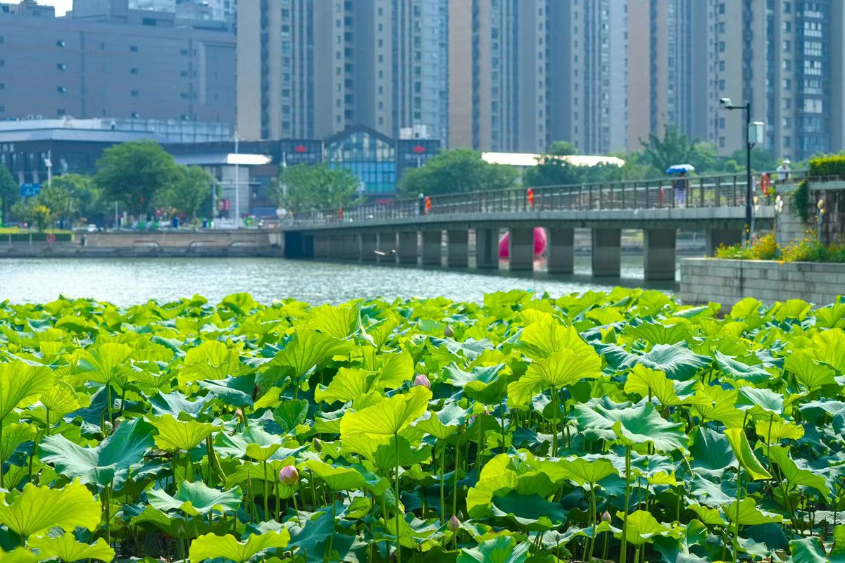 SND_China's tweet photo. Experience #summer in #Suzhou New District (#SND) with just a ticket! 🚋 Hop on Tram Line 1 to glide from urban buzz 🏙️ to scenic mountain lakes 🏞️, or take Tram Line 2 to drift through ancient towns 🏯 and beautiful countryside 🌾. Come ride into summer! ☀️ #BeautifulSND https://t.co/6TYzZjRUyr
