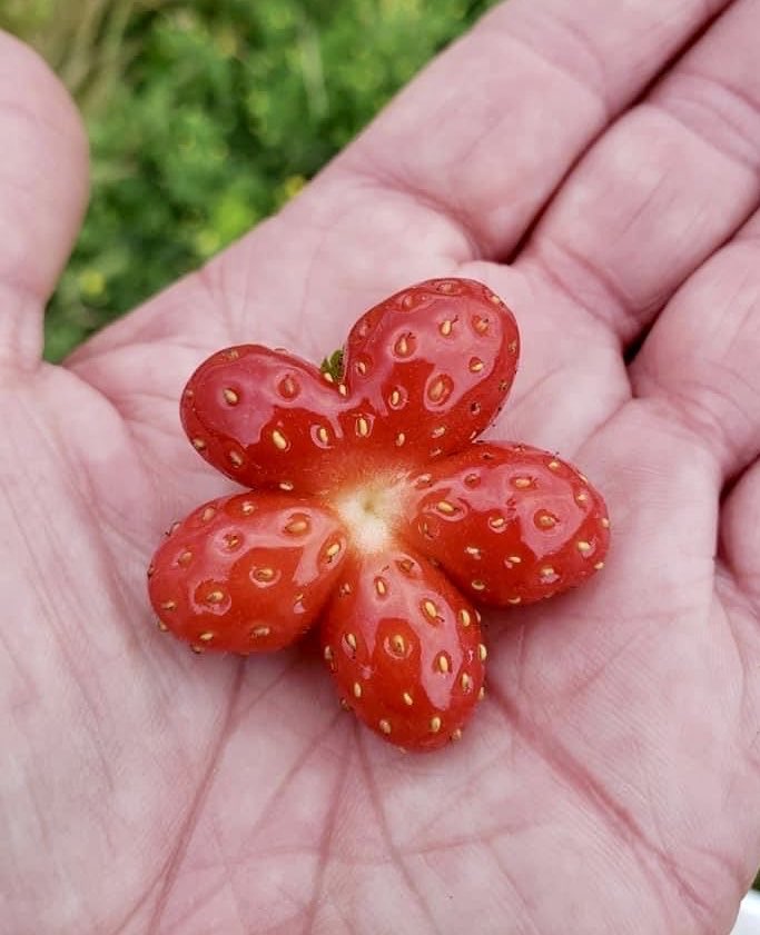 ElyfaeFeelings_'s tweet photo. flower shaped strawberry https://t.co/h0RfyjjkP0
