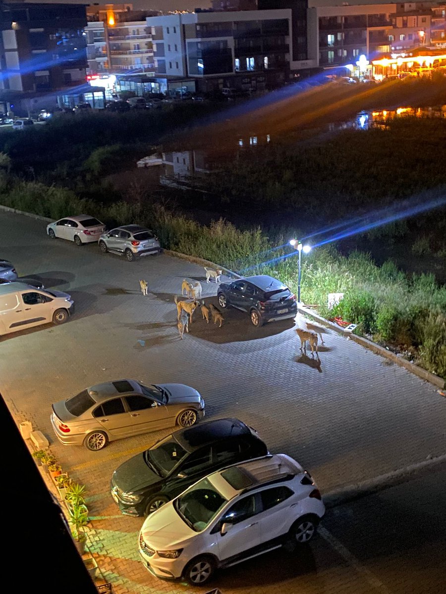 kenvntt's tweet photo. @menemenbelediye Videoda her hayvana yer verilmesi çok güzel ama Menemen’imizin en önemlisi olan başıboş köpeklerimizi göremedik? @pehlivanaydinn size anlatılmıyor sanırım ama Seyrek’te durum bundan çok daha fazlası haberiniz olsun. Güncel olarak 2028’e kadar süre var bağlamında cevap aldım. https://t.co/c9Bx9Jj4LW