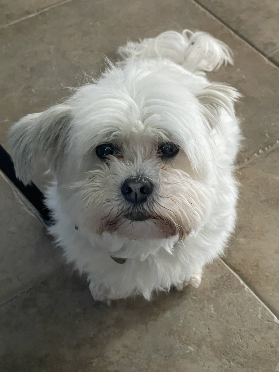 JohnBuckland02's tweet photo. Thirteen years old yesterday. Such a wonderful little dog. https://t.co/bIcOY3rJcX