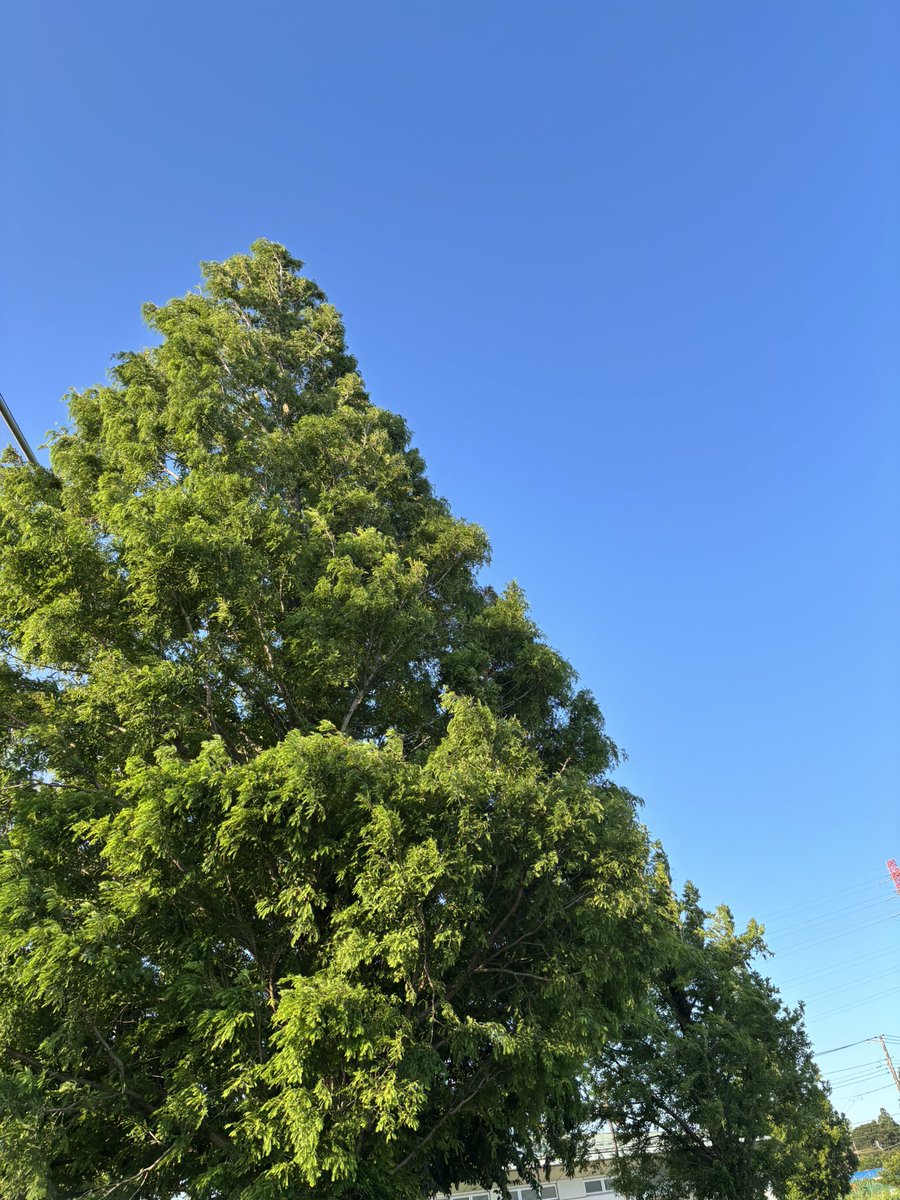 sakurasaita429's tweet photo. イマソラ

ウォーキングの途中で…

夕方の5時過ぎでも

今日は青い空🟦 https://t.co/PJs9bhDLjM
