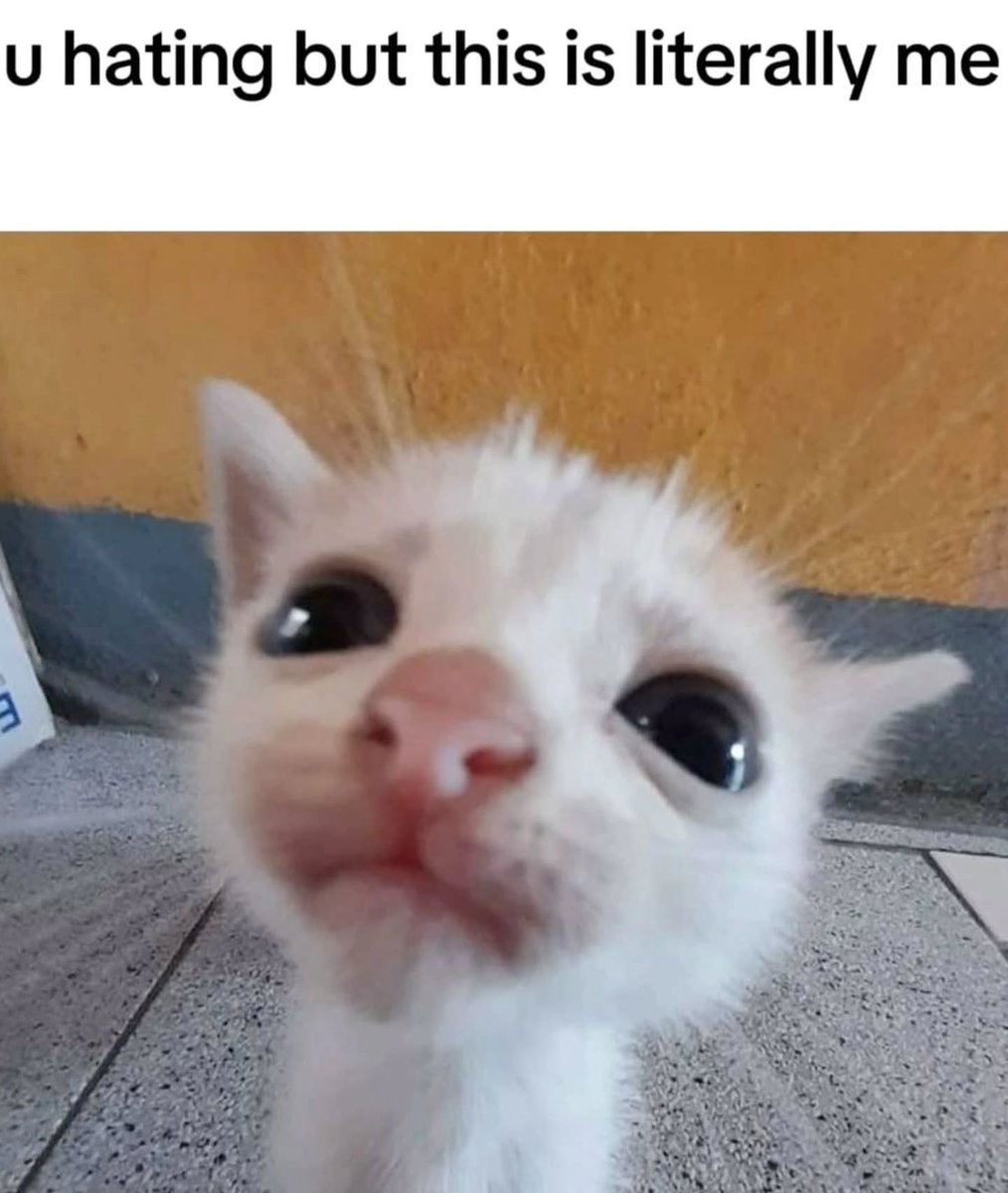 catsworldaura tweet picture