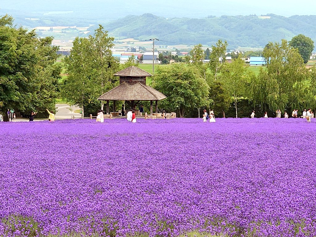 RIGHTTHINGADAY's tweet photo. ＃一日一善
富良野には紫の絨毯が敷き詰められている。色取り取りの花畑を眺めていると、この世なのかあの世なのか判らない。なぜあの世の代名詞は花畑なのだろう。非物理世界に花はないが、鮮やかな光があるとすれば、それを花々と見誤っても無理もない。あの世は光の世界なのだ。

有難や、有難や。 https://t.co/1MZWX6t80y