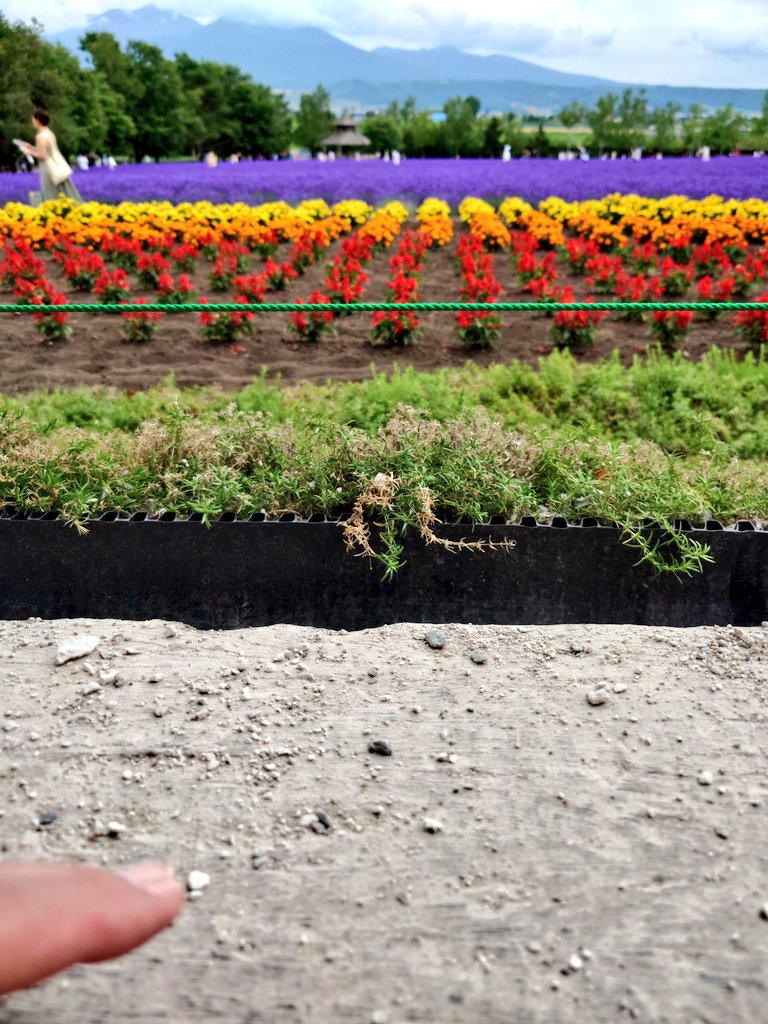 RIGHTTHINGADAY's tweet photo. ＃一日一善
富良野には紫の絨毯が敷き詰められている。色取り取りの花畑を眺めていると、この世なのかあの世なのか判らない。なぜあの世の代名詞は花畑なのだろう。非物理世界に花はないが、鮮やかな光があるとすれば、それを花々と見誤っても無理もない。あの世は光の世界なのだ。

有難や、有難や。 https://t.co/1MZWX6t80y