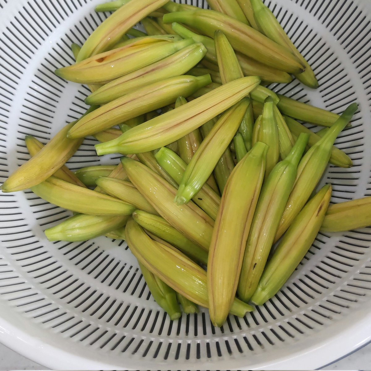 BAL6464's tweet photo. いい時期になってきたので、ツボミを食べます。

新芽も旨いし優秀な食材ですね。 https://t.co/1d24LckDHq