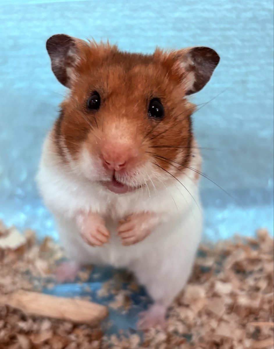 kobutea193's tweet photo. ただいまハム子🐹
#ハムスター https://t.co/Cj0TQKzBmM