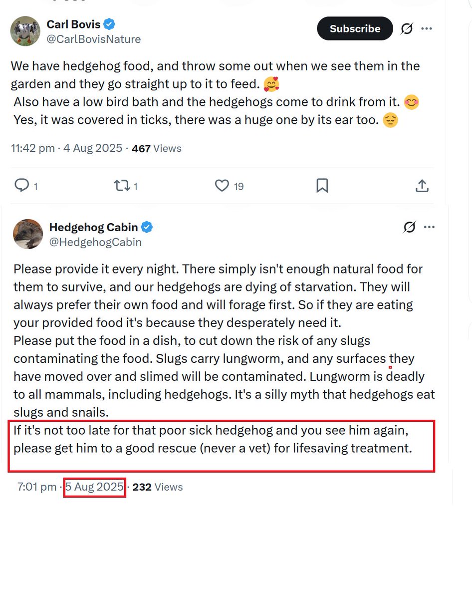 HedgehogCabin's tweet photo. You're absolutely right, Julie. This is an emaciated, dying hedgehog.
And what's heartbreaking is I have already advised Carl of this hedgehog's serious illness, twice, but he said he knew best and carried on posting images and video of this poor dying creature, instead of getting him the help he so desperately needs.
Carl's previous photos of how this poor sick hog was attracting ticks was a big red flag, which I explained, and he told me I was wrong and carried on using the hedgehog as a prop.
This poor hedgehog is extremely sick and *because of this sickness* has deteriorated and has become emaciated.
He's not thin because he is starving (although he will constantly be feeling the pain of extreme hunger), it's because he is sick with internal parasites (most likely roundworm and lungworm, maybe fluke too).
And most tragically, animals with severe internal parasite burdens suffer dehydration because the worms damage the intestinal lining.
The resulting inflammation prevents the gut from reabsorbing water, and triggers systemic anorexia, severely reducing the animal's voluntary water intake.
So no matter what he eats, he will never absorb nourishment and will continue to die.
See that clear demarcation between head and body, and how you can see his shoulders, elbow and hips? That should never be seen - a healthy hedgehog is rounded, covered in a natural thick layer of fat, with no underlying structure visable.
See how his coat is spikey and uneven? That's neurological decline from sickness and malnourishment. Weakness prevents him from flexing the muscles required to keep his spines aligned.
A healthy hedgehog pulls his spines into a tight, uniform dome for defense.
But worst of all - See how the spines on his flanks are laying flat?
That's evidence of extreme dehydration.
This will prove fatal, because as he eats now, his body will have to divert whatever remaining moisture it has toward the stomach to digest the food, causing his vital organs to shut down.
He'll be in tremendous pain, but hedgehog are stoic, and as prey they hide any weakness.