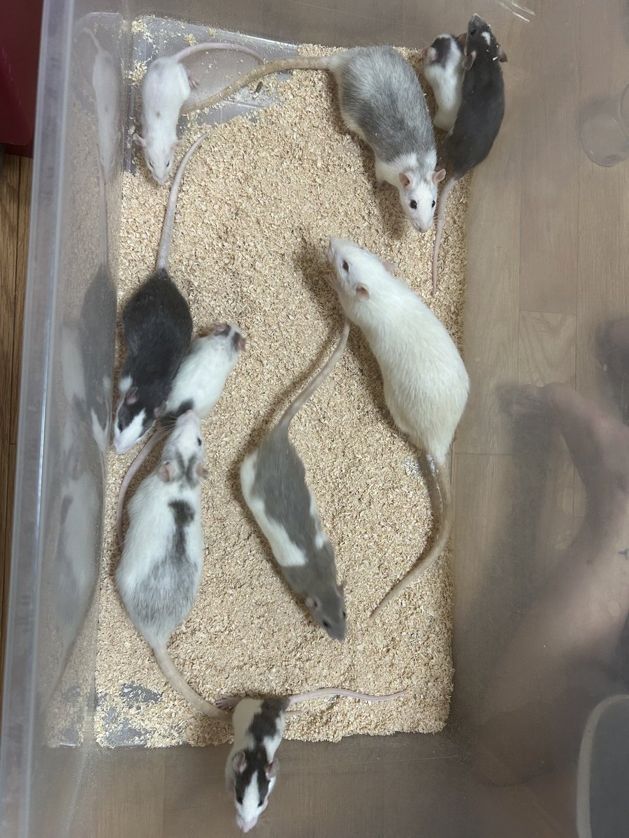 Ms__1632's tweet photo. お久しぶりに投稿‼️
友達が飼育できなくなってしまった活ラットをお安く貰ってくれる方いらっしゃいませんか🥺
愛知県まで引取りに来られる方DMお待ちしております😭 https://t.co/qW8VqiXlxN