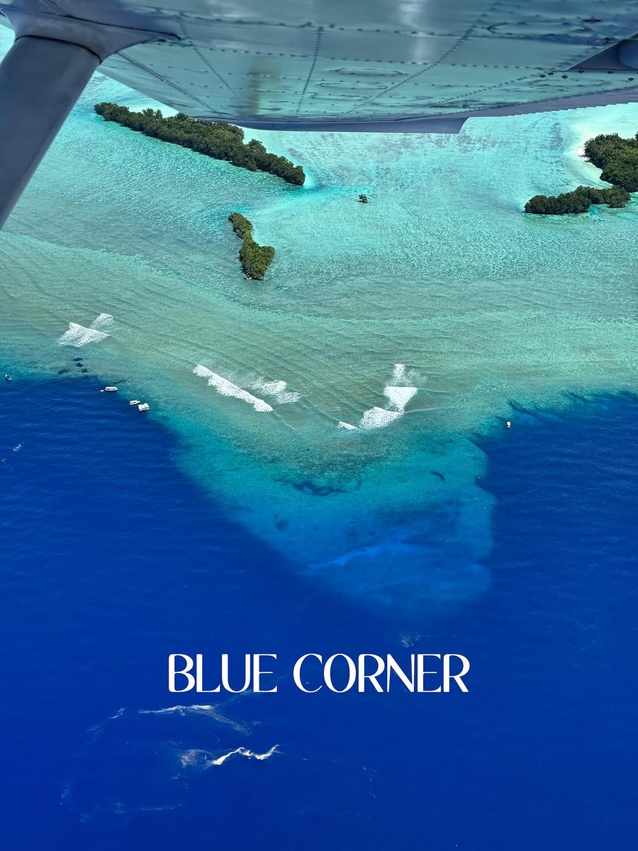 freedaolife's tweet photo. 💙We didn't choose #Palau just because it's beautiful.

We chose it because it inspires people.

Great ideas grow where great people come together.

🏝️That's why #FreeDAO begins here.

Crypto gatherings, founder meetups, private dinners, and community events- COMING SOON ✨ https://t.co/IK26j1vgEJ