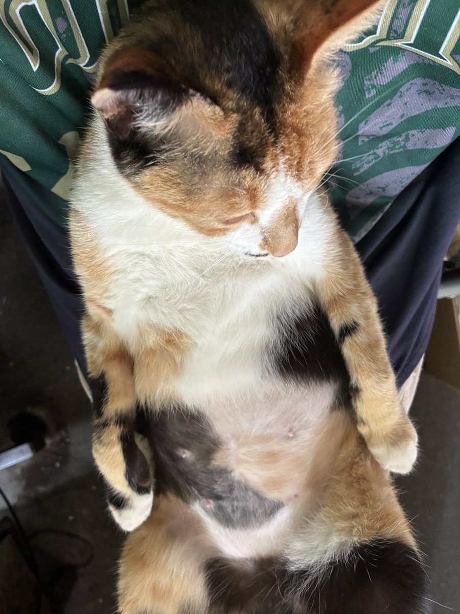 usunasake's tweet photo. 生まれ変わったら猫の下僕になりたいと言ってたけど、
よく考えたら今も昔もずっと下僕
前世の私が生まれ変わったら猫の下僕になりたいと言ってたのか
ねこちゃん、重たいです https://t.co/BWgQiZEl4r