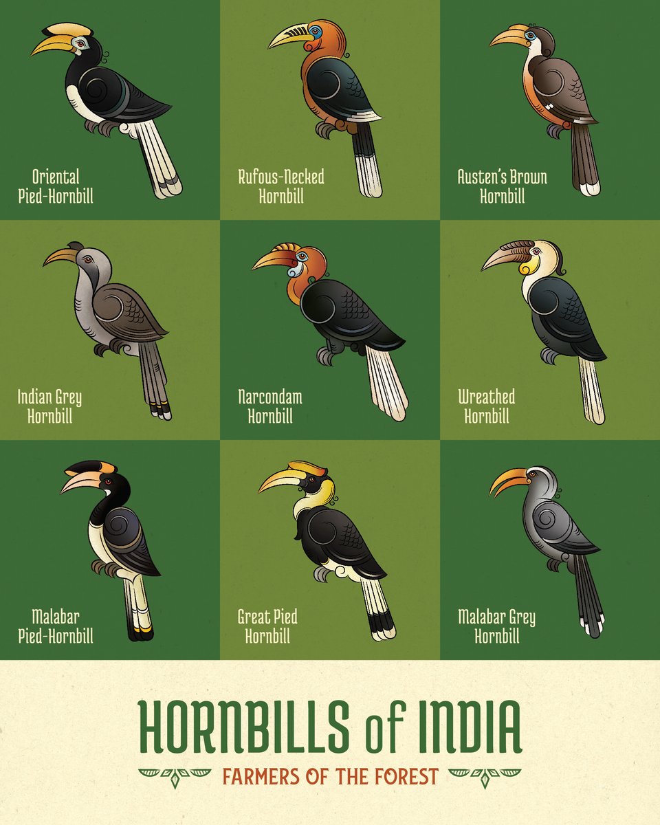 Sudarshanshaw93's tweet photo. Presenting "Hornbills of India"- the 9 magnificent Hornbill species that inhabit the hill and mountain forests across India.🌳

Hornbills are enduring symbols of loyalty- faithful to their partners and, in a broader sense, to the future of the forests they help sustain. https://t.co/1Bob9ndR5U