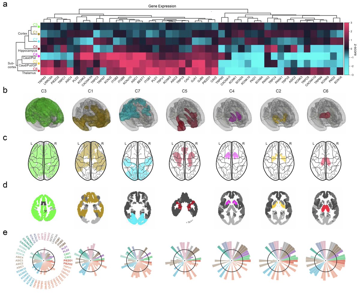 Imaging Neuroscience tweet media