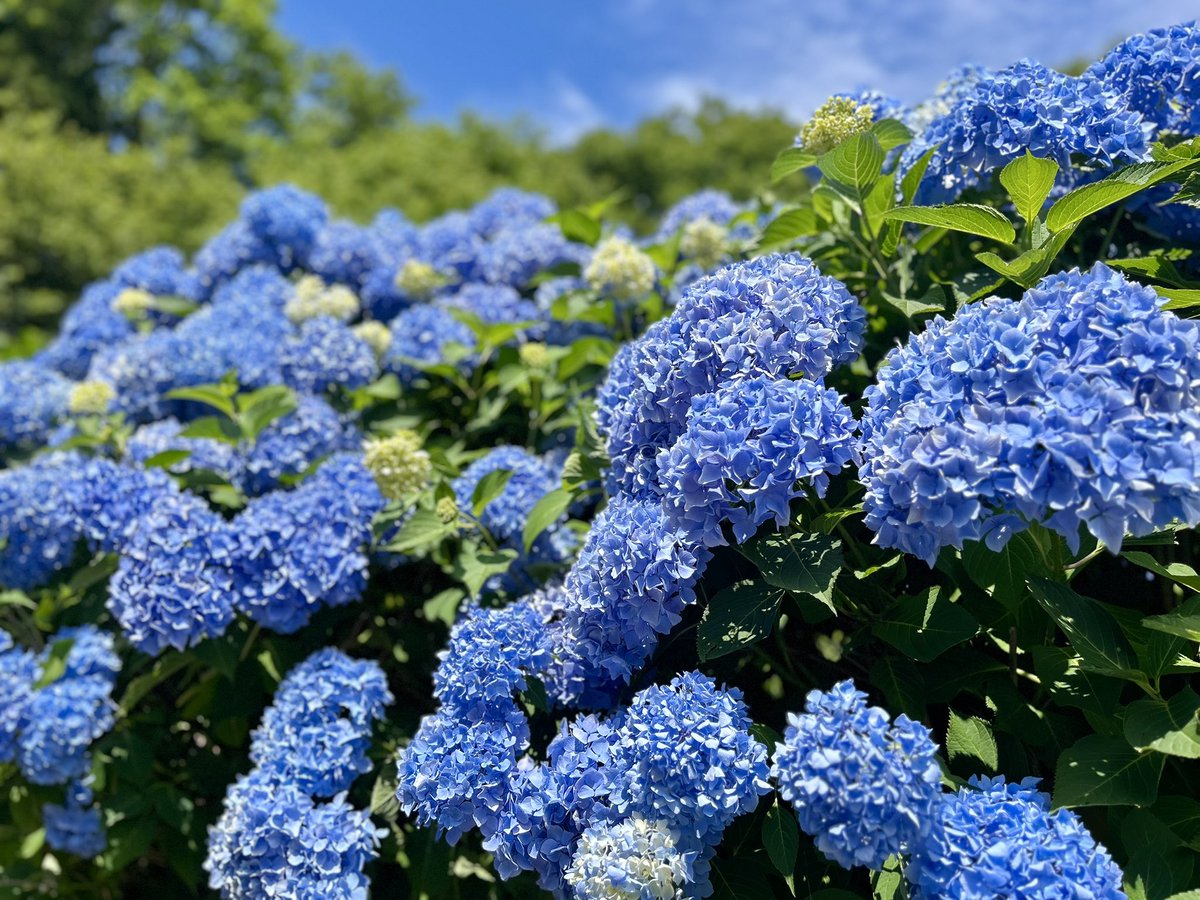 kiko__42's tweet photo. 紫波のあじさい山公園
とても綺麗でした😍 https://t.co/wOBfFdJTzY