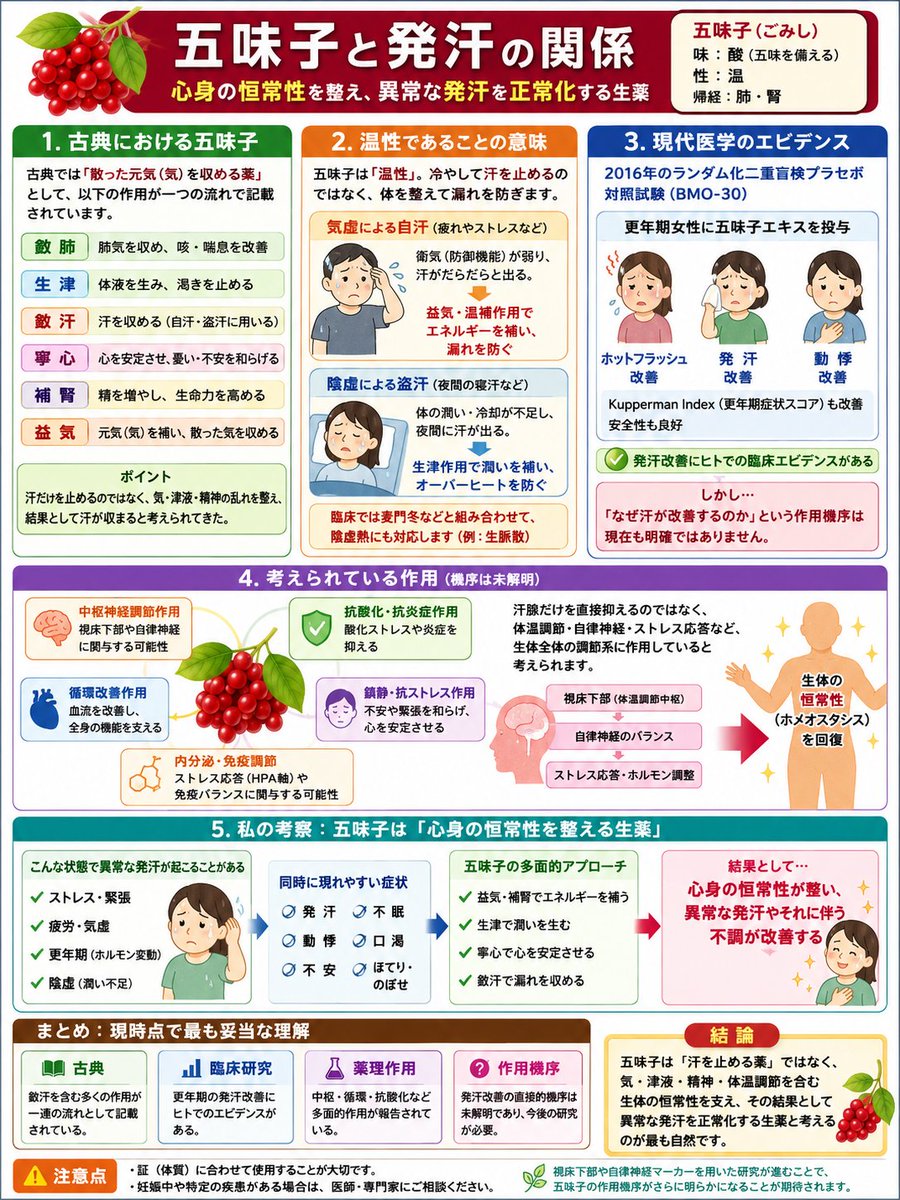 miyawakikenkou's tweet photo. 夏に出番が多くなる生薬「五味子（ごみし）」！

麦味参（ばくみさん）顆粒や清暑益気湯（せいしょえっきとう）のほか、

咳に使う：小青竜湯、清肺湯、苓甘姜味辛夏仁湯

消耗に使う：人参養栄湯 など

漢方でいう「肺（呼吸器・粘膜・皮膚）」に関わる処方に広く配合されています。

この五味子と発汗のメカニズムを下図にまとめました。

個人としての考察ですが、五味子は以下のような「汗の暴走」を止めるのに役立つと考えています。

✅ 東洋医学的な視点
体力が落ちて「気」が減ると、毛穴を引き締める力（固摂作用）が緩み、汗が漏れ出てしまう。

✅ 西洋医学（科学）的な視点
心身の衰弱で「脳・自律神経」の機能が乱れ、汗腺のコントロールが利かなくなって汗が暴走する。

五味子は、この東西両方のエラーを「心身の恒常性（ホメオスタシス）を整える」ことで根本から解決してくれる頼もしい生薬です。
