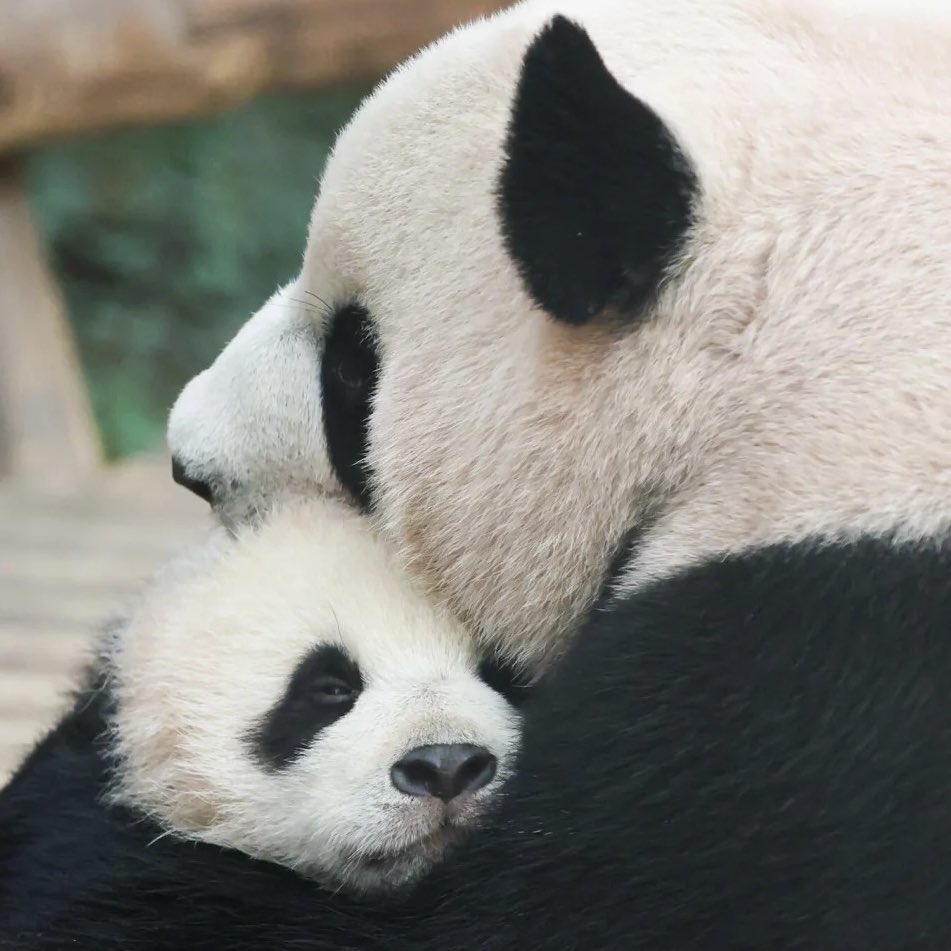 tan_hua18069's tweet photo. Have nice sleep, my little babe~ https://t.co/sD8IIc0HHn