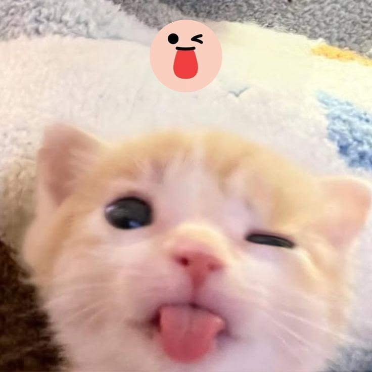 кαт⁷ ₍^. .^₎⟆ tweet media