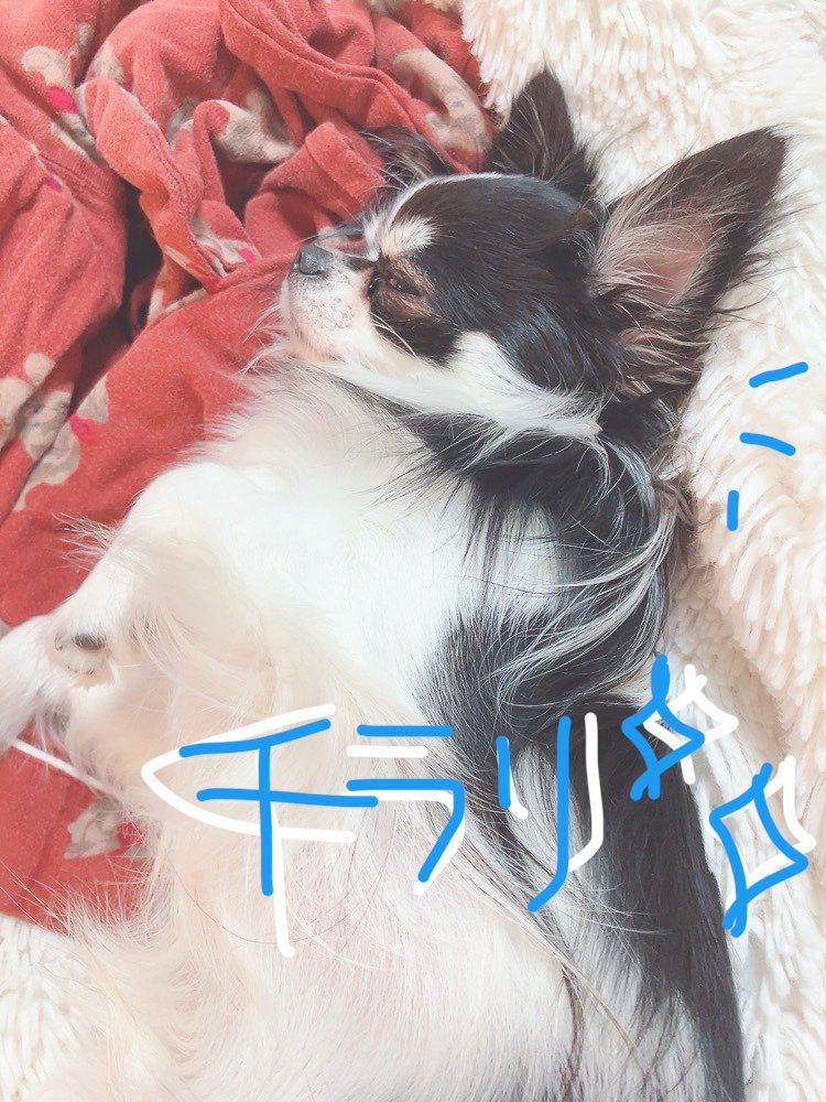 micoyukoneko's tweet photo. 他の人には人当たりよくて(私にだけ)普段ツンツンしてるシグマが🐶(私にだけ)気を許して無防備に幸せそうに寝てる…っていうシュチュエーションがすごく(私が)好きそうでしょう？犬なのにわかってるーーー！😂笑！不思議だよねぇ🐶夏がはじまった感じする🪴きらきらの夏にしよう〜🫧 https://t.co/NlykbmQR0O