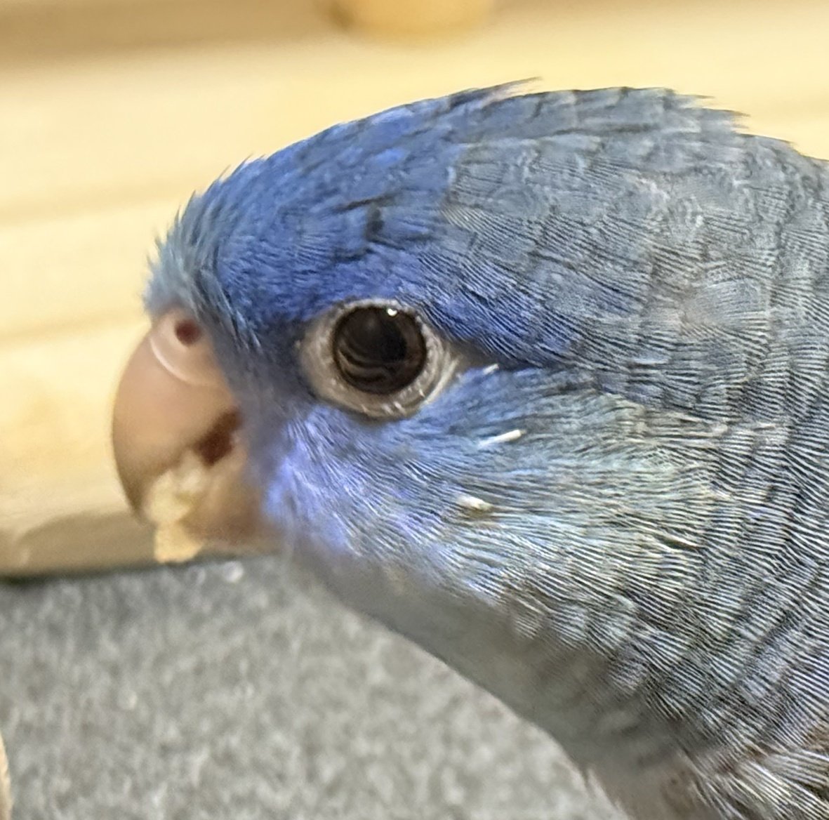 sazanamisheep's tweet photo. 可愛い恐竜さん、今日も嬉しそうにリンゴを食す🍎🦖
#サザナミインコ https://t.co/6PmJv97lEG