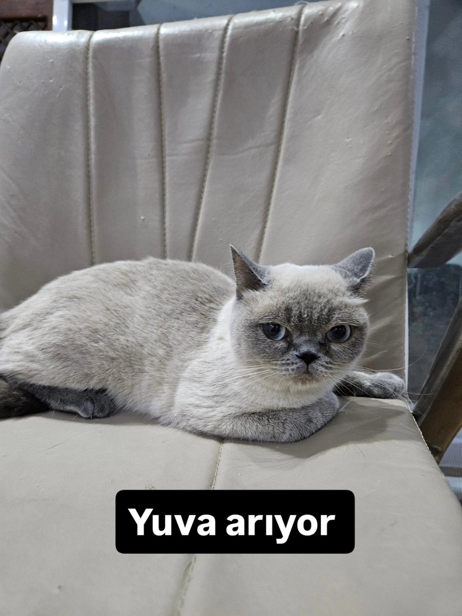 yaasemintheone's tweet photo. 2 3 yaşlarında sokakta bulduğumuz blue point cinsi dişi kediye yuva arıyoruz🤍 Kısır mı bilmiyoruz çipi yok, kısır değilse kısırlaştırma şartı var. Çok sessiz sakin ve ürkek. Ayrıca minyon da bir kız. 0553 634 05 04 ist pendik. Ulaşım desteği sağlarız https://t.co/ZfRnuiNYCo