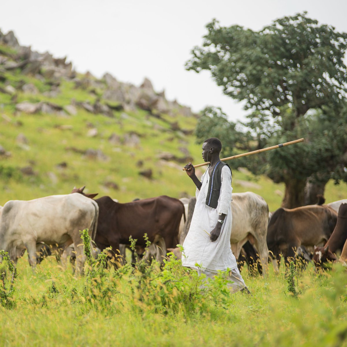 UNDP_Sudan's tweet photo. Timely climate information helps communities prepare before risks become losses.
@UNDP & @SSudtt signed a Letter of Interest to strengthen climate information, early warning and anticipatory action, helping communities act earlier and better protect services and livelihoods. https://t.co/WJSy05qBZY