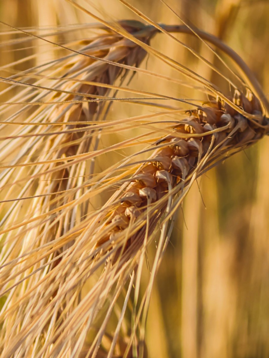 LadyTruckView's tweet photo. Golden rye fields are beautiful from a distance, but their true beauty appears when you get closer. These macro photographs reveal the intricate structure of rye ears

#NaturePhotography #MacroPhotography #Rye #Grain #GoldenFields #Agriculture #NatureLovers #CloseUp https://t.co/xgkucAz85X