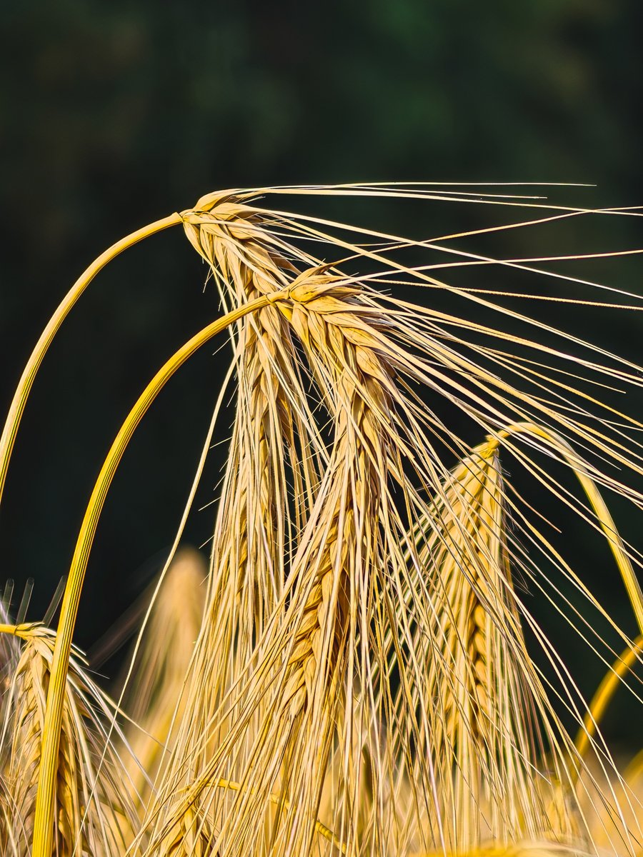 LadyTruckView's tweet photo. Golden rye fields are beautiful from a distance, but their true beauty appears when you get closer. These macro photographs reveal the intricate structure of rye ears

#NaturePhotography #MacroPhotography #Rye #Grain #GoldenFields #Agriculture #NatureLovers #CloseUp https://t.co/xgkucAz85X